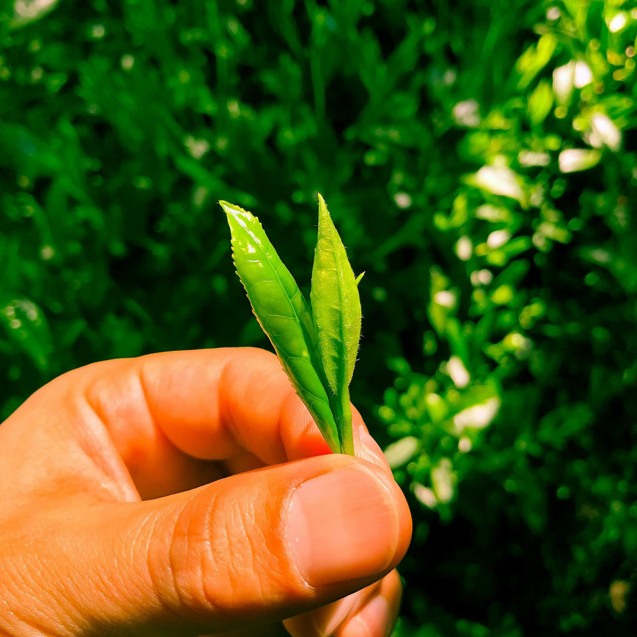 京都宇治抹茶費南雪 8入禮盒｜自家研磨杏仁 × 抹茶燒菓子